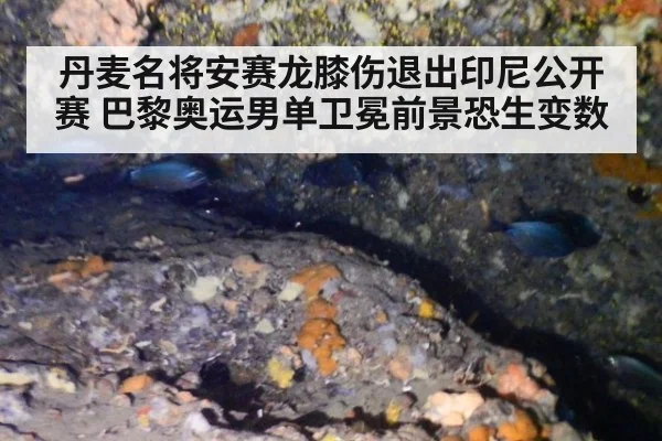 丹麦名将安赛龙膝伤退出印尼公开赛 巴黎奥运男单卫冕前景恐生变数